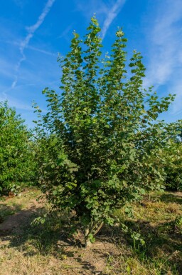 Populus tremula cépée