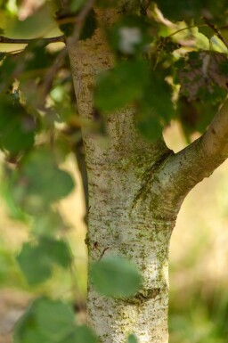 Populus tremula cépée