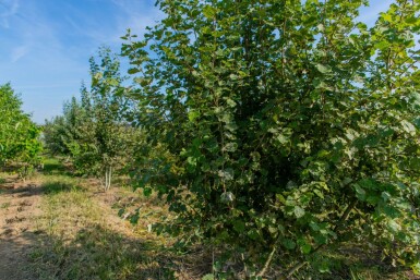 Populus tremula cépée
