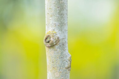 Populus tremula cépée