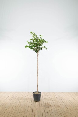 Prunus 'Accolade' haute-tige 180 cm