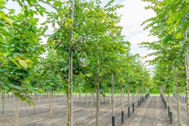 Prunus 'Accolade' haute-tige 180 cm