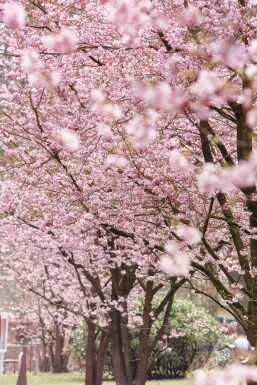 Prunus 'Accolade' haute-tige 180 cm