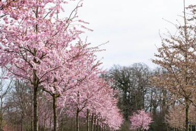 Prunus 'Accolade' haute-tige 180 cm