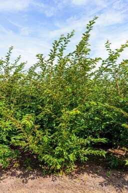 Prunus 'Accolade' cépée