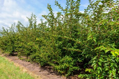 Prunus 'Accolade' cépée