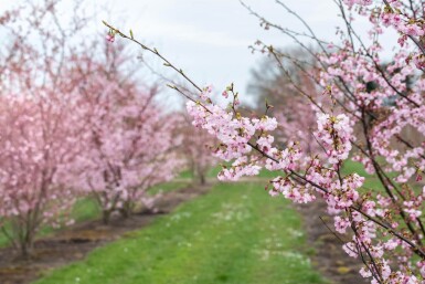 Prunus 'Accolade' cépée