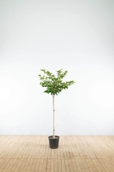 Prunus 'Accolade' demi-tige 150cm tronc