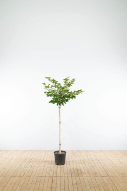 Prunus 'Accolade' demi-tige 150cm tronc