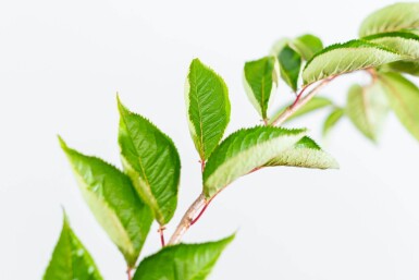 Prunus 'Accolade' demi-tige 150cm tronc