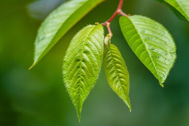 Prunus 'Accolade' demi-tige 150cm tronc