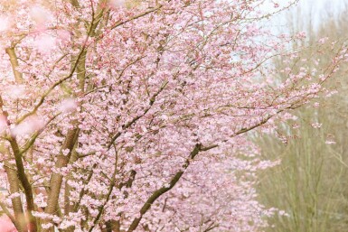 Prunus 'Accolade' demi-tige 150cm tronc