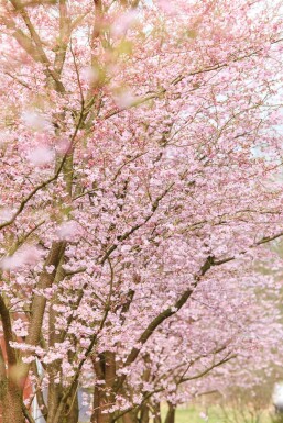 Prunus 'Accolade' demi-tige 150cm tronc