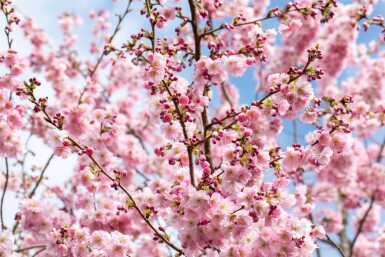 Prunus 'Accolade' demi-tige 150cm tronc
