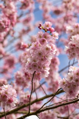 Prunus 'Accolade' demi-tige 150cm tronc