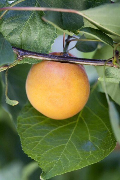 Prunus armeniaca haute-tige 12/14