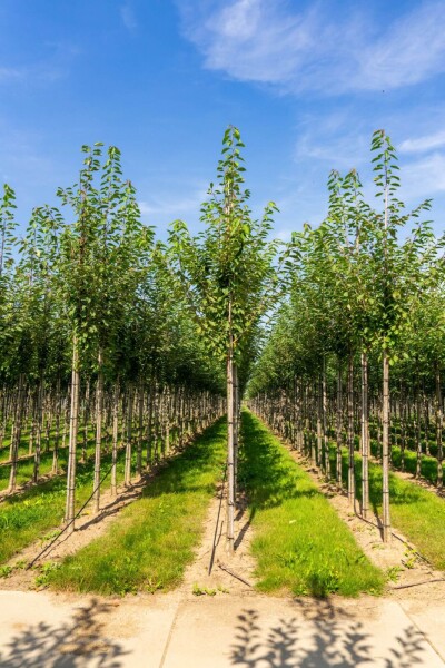 Prunus avium haute-tige 12/14