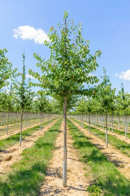 Prunus avium haute-tige 12/14