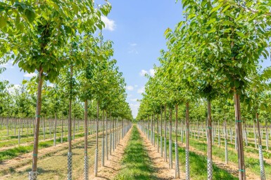 Prunus avium haute-tige 12/14