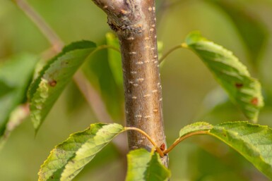 Prunus avium haute-tige 12/14