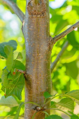 Prunus avium haute-tige 12/14
