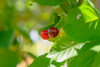 Prunus avium haute-tige 12/14