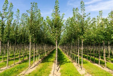 Prunus avium haute-tige 12/14