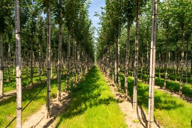 Prunus avium haute-tige 12/14