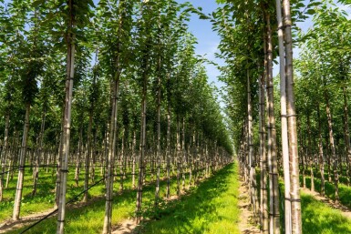 Prunus avium haute-tige 12/14