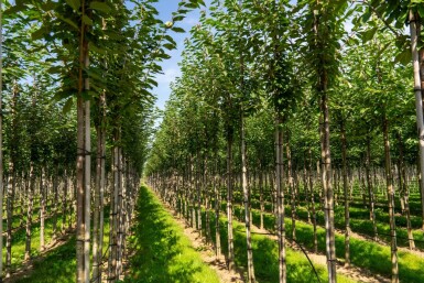 Prunus avium haute-tige 12/14