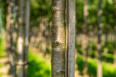 Prunus avium haute-tige 12/14