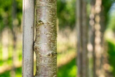 Prunus avium haute-tige 12/14