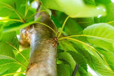 Prunus avium haute-tige 12/14