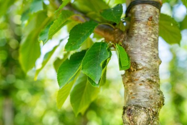 Prunus avium haute-tige 12/14