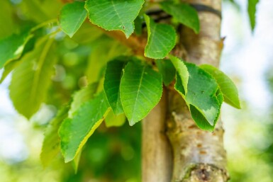 Prunus avium haute-tige 12/14