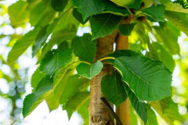 Prunus avium haute-tige 12/14
