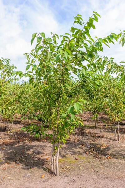 Prunus avium cépée 300-350