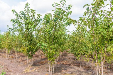 Prunus avium cépée 300-350