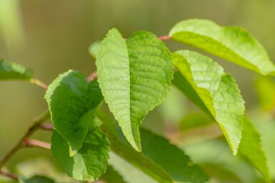 Prunus avium cépée 300-350