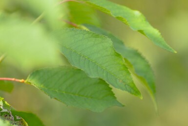 Prunus avium cépée 300-350