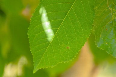 Prunus avium cépée 300-350
