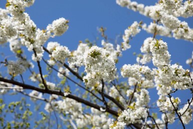 Prunus avium cépée 300-350