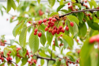 Prunus avium cépée 300-350