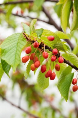 Prunus avium cépée 300-350
