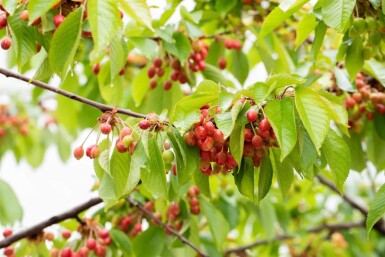 Prunus avium cépée 300-350