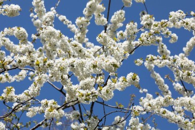 Prunus avium cépée 300-350