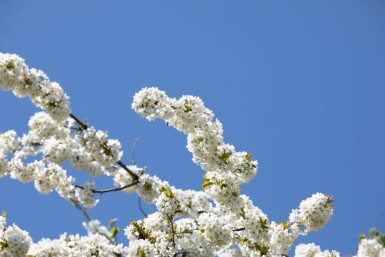 Prunus avium cépée 300-350