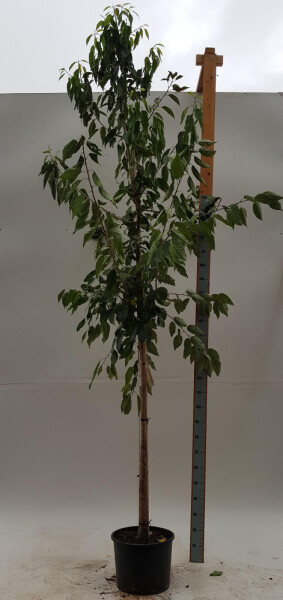 Prunus avium 'Plena' haute-tige 18/20