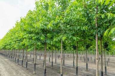 Prunus avium 'Plena' haute-tige 18/20