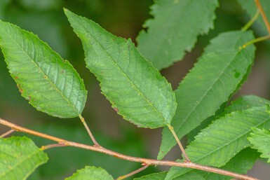 Prunus avium 'Plena' haute-tige 18/20